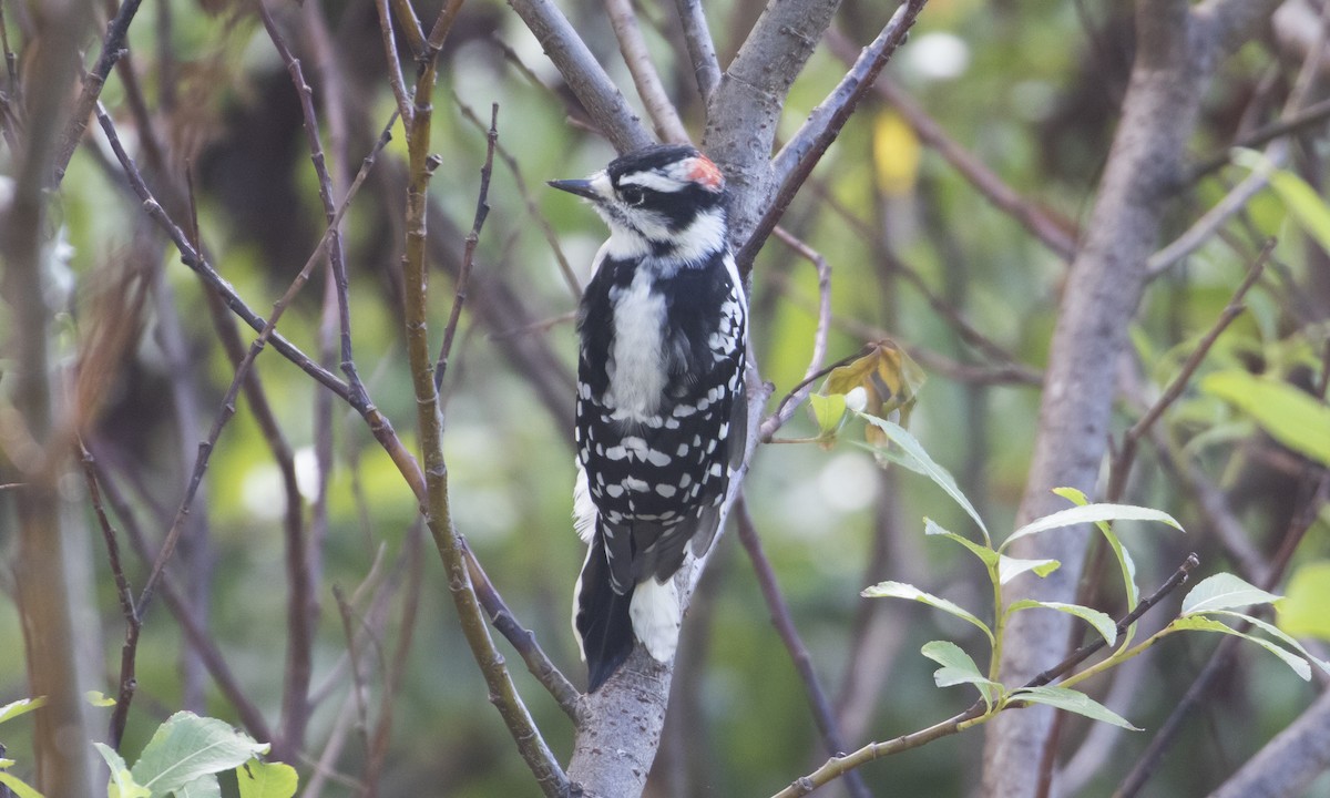 Downy Woodpecker (Eastern) - ML623988579