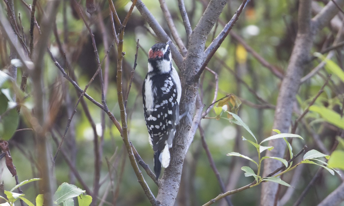 Downy Woodpecker (Eastern) - ML623988580