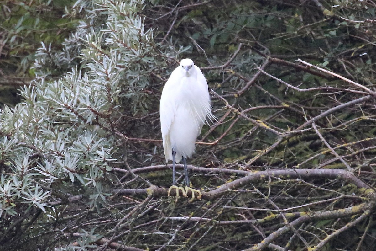 Little Egret (Western) - Chris Kehoe