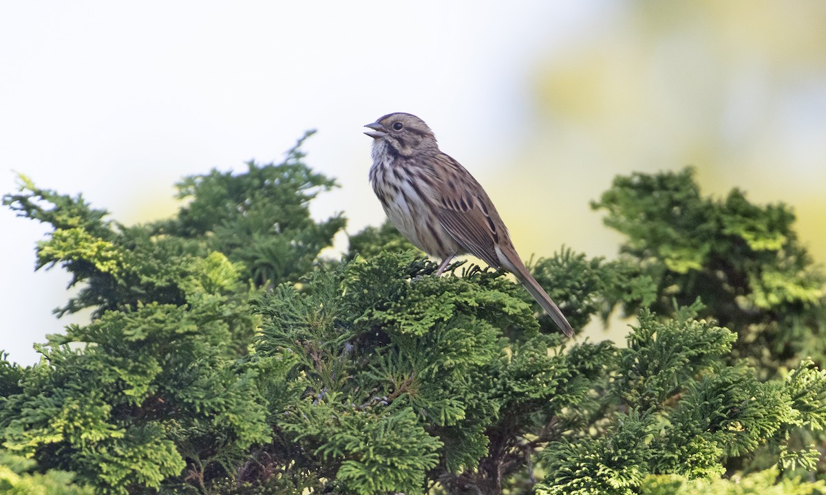 Song Sparrow (melodia/atlantica) - ML623988616