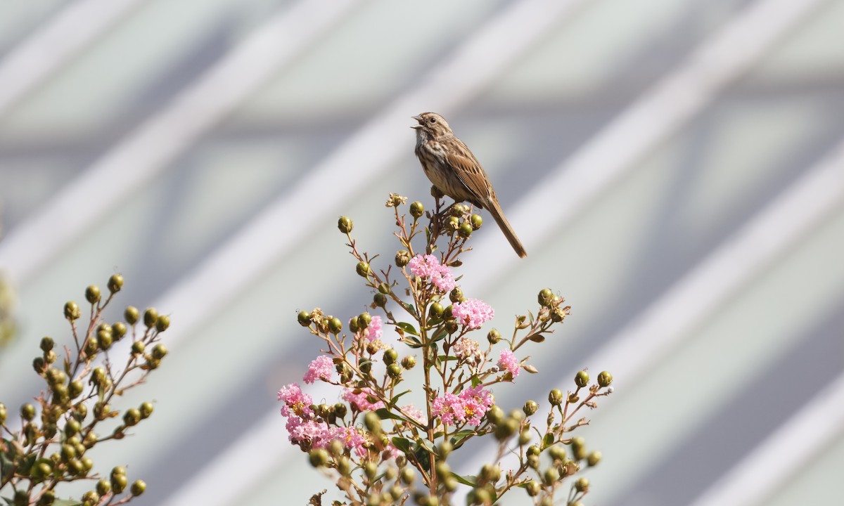 Song Sparrow (melodia/atlantica) - ML623988618