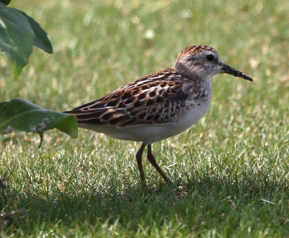 pygmésnipe - ML623988634