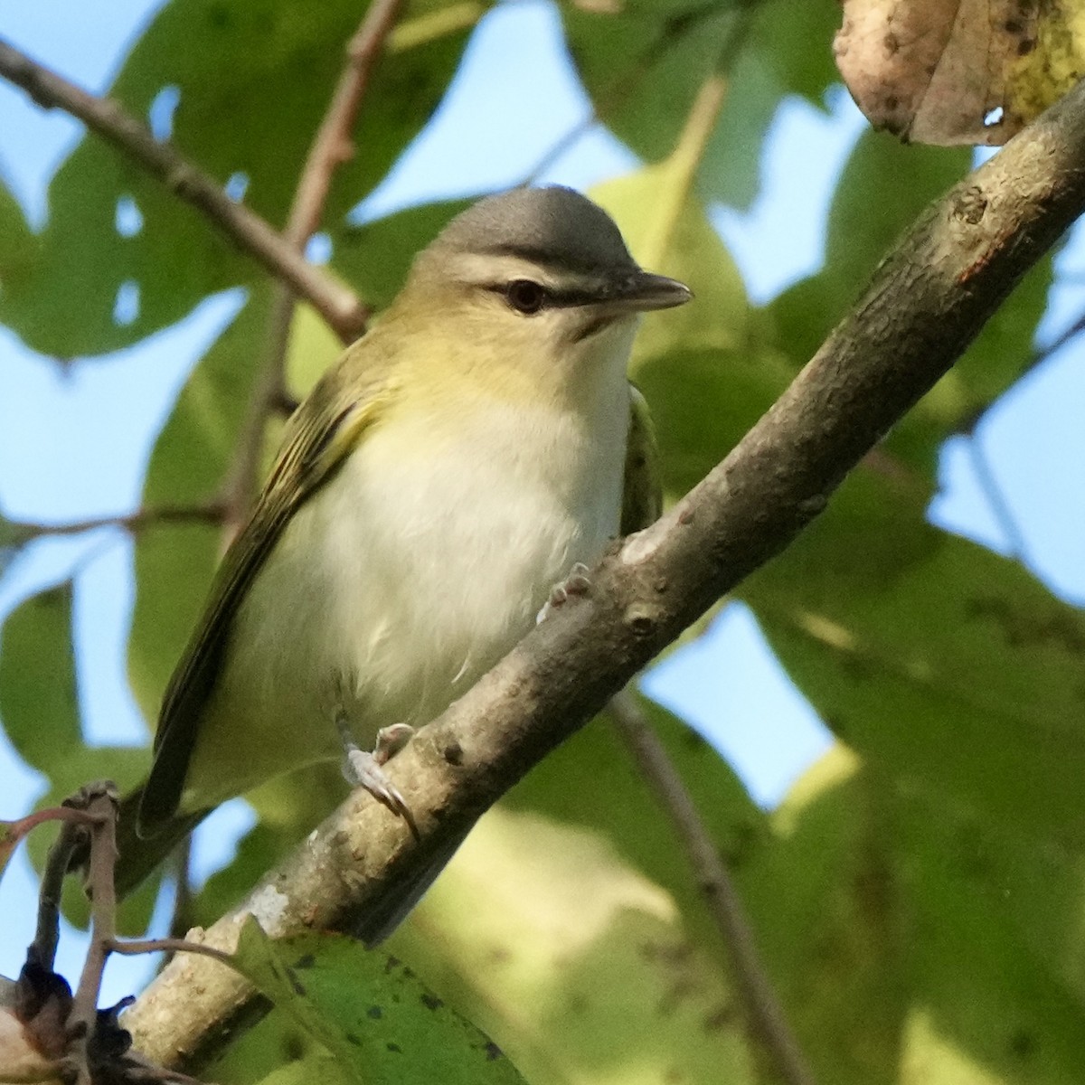 Vireo Ojirrojo - ML623988661