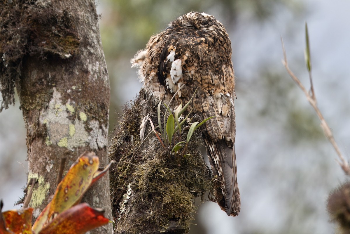 Andean Potoo - ML623988697