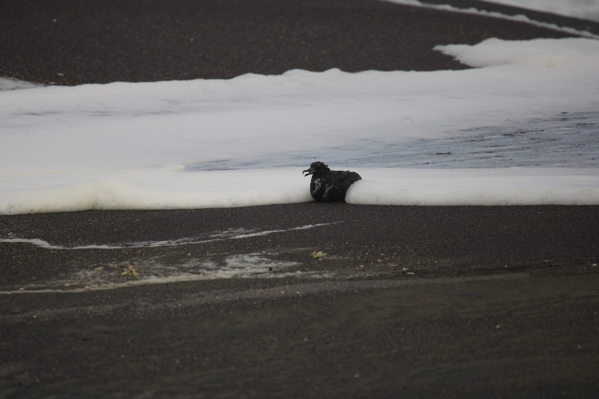 Sooty Shearwater - ML623988718