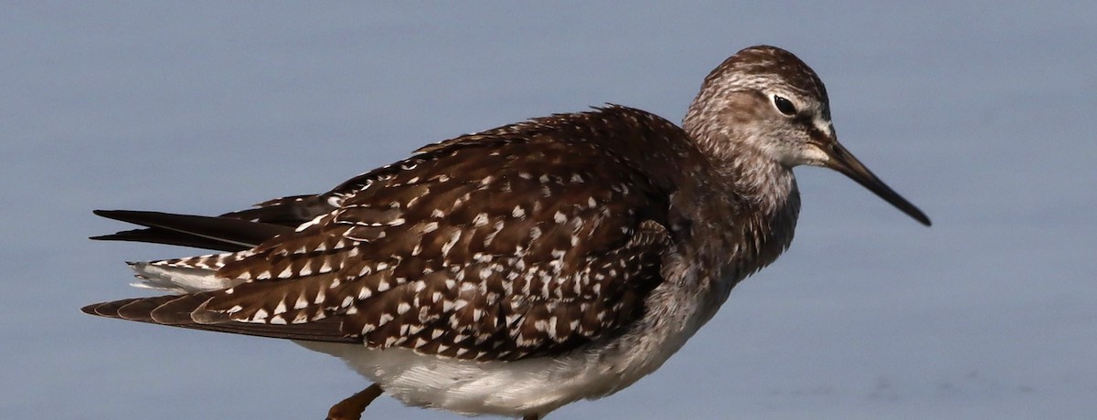 gulbeinsnipe - ML623988727