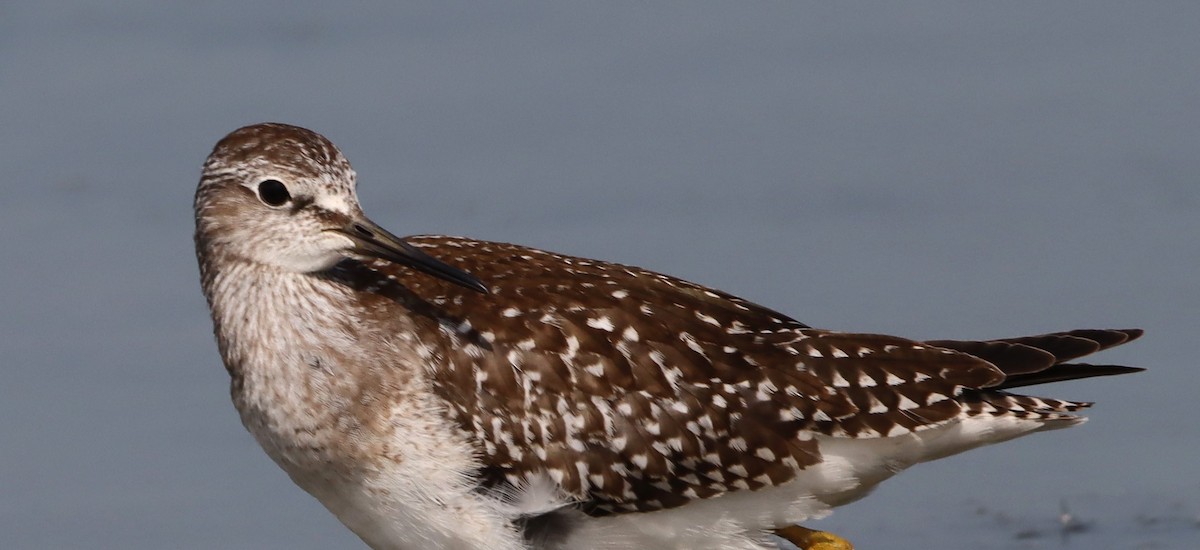 Lesser Yellowlegs - bill belford