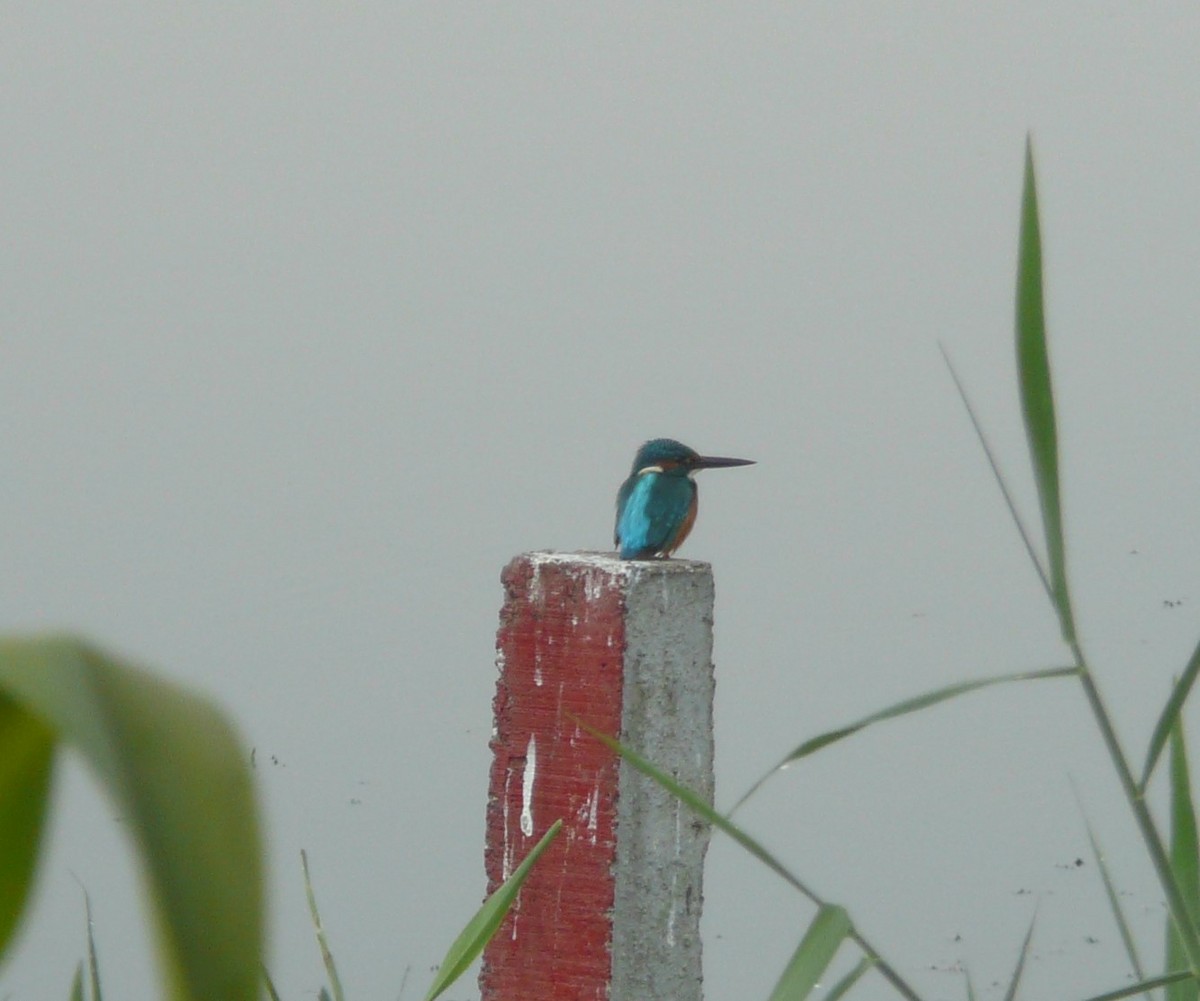 Common Kingfisher - ML623988752