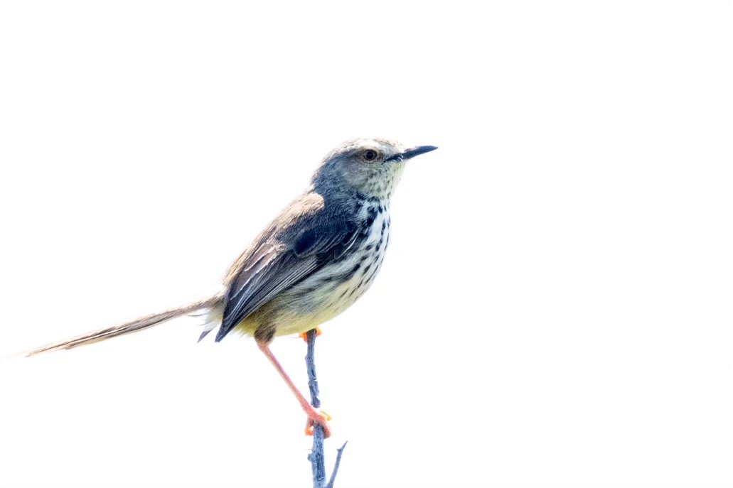 Karoo Prinia - ML623988756