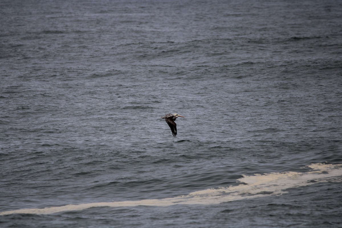 Peruvian Pelican - ML623988761