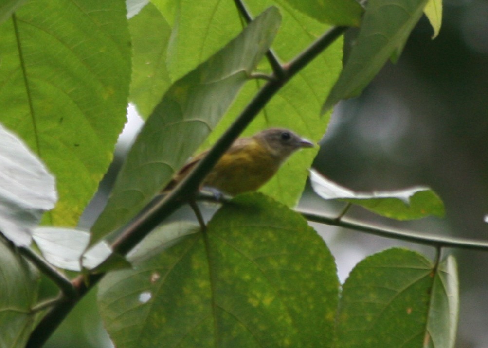 White-shouldered Tanager - ML623988786