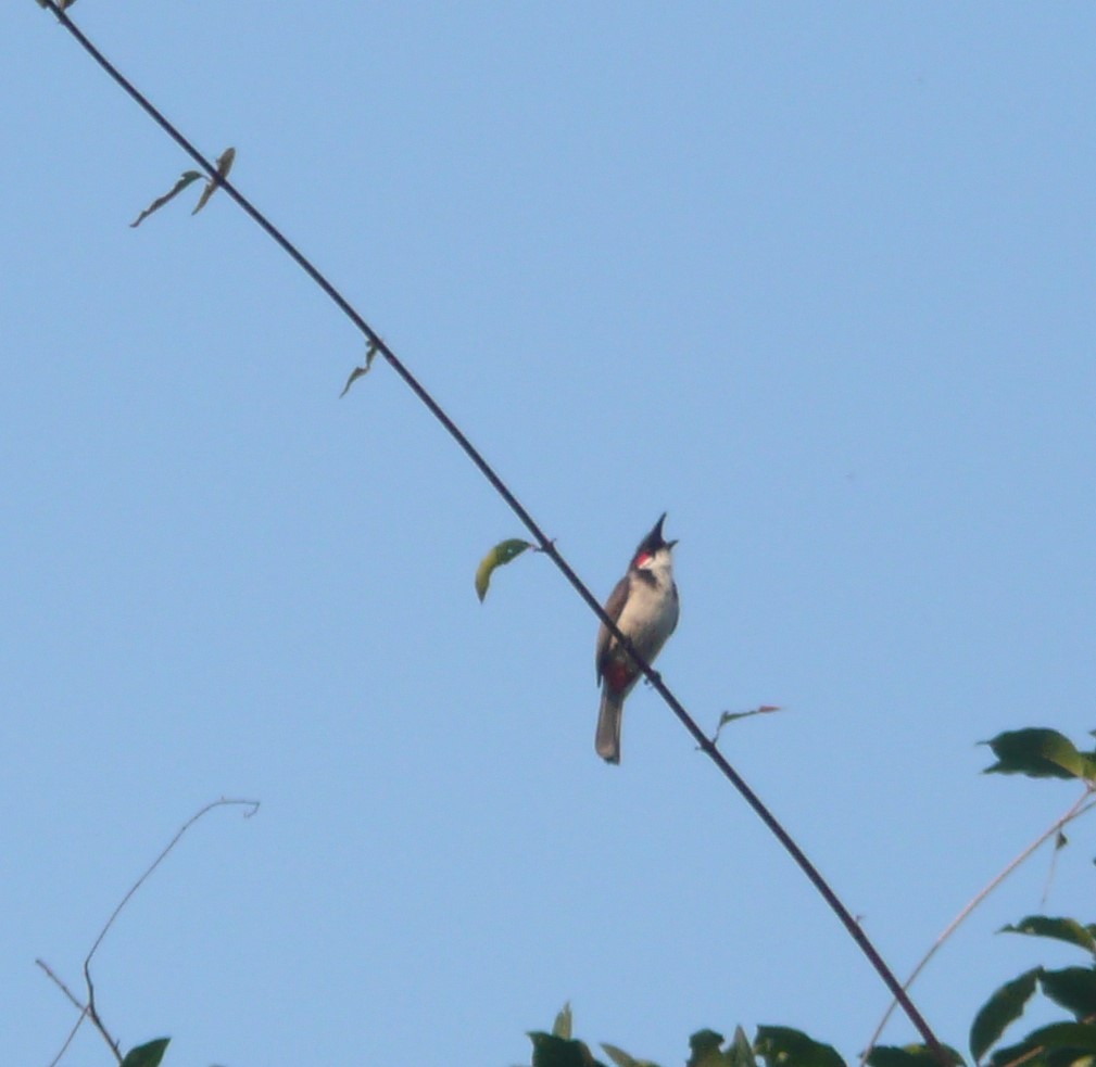 Red-whiskered Bulbul - ML623988789