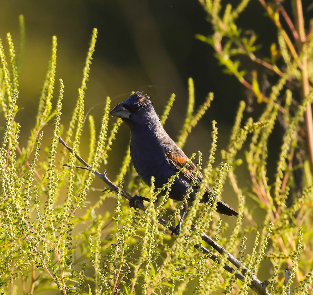 Blue Grosbeak - ML623988796