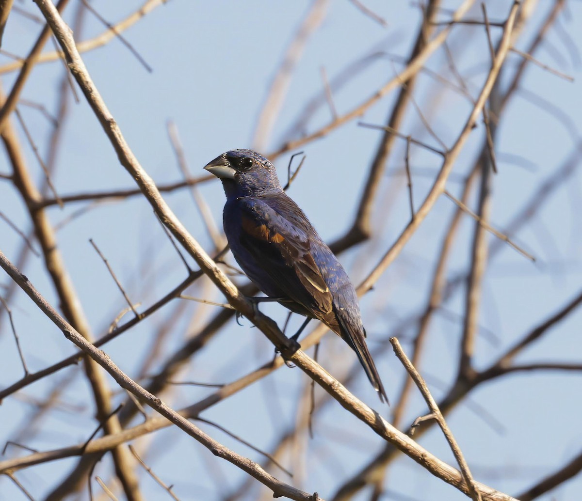 Blue Grosbeak - ML623988798