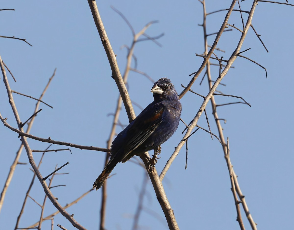 Blue Grosbeak - ML623988799