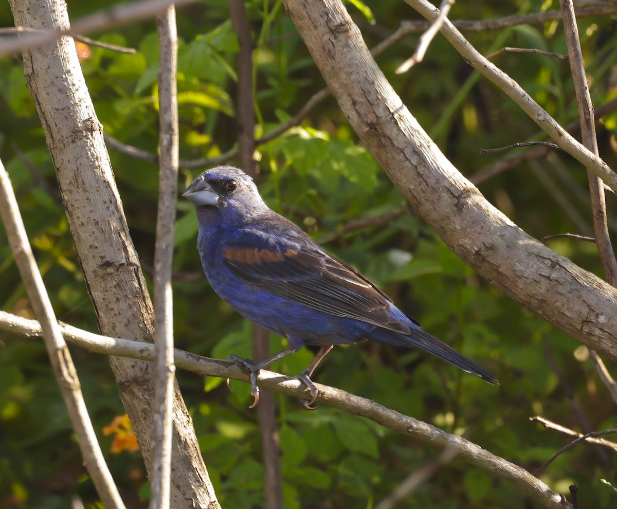 Blue Grosbeak - ML623988803