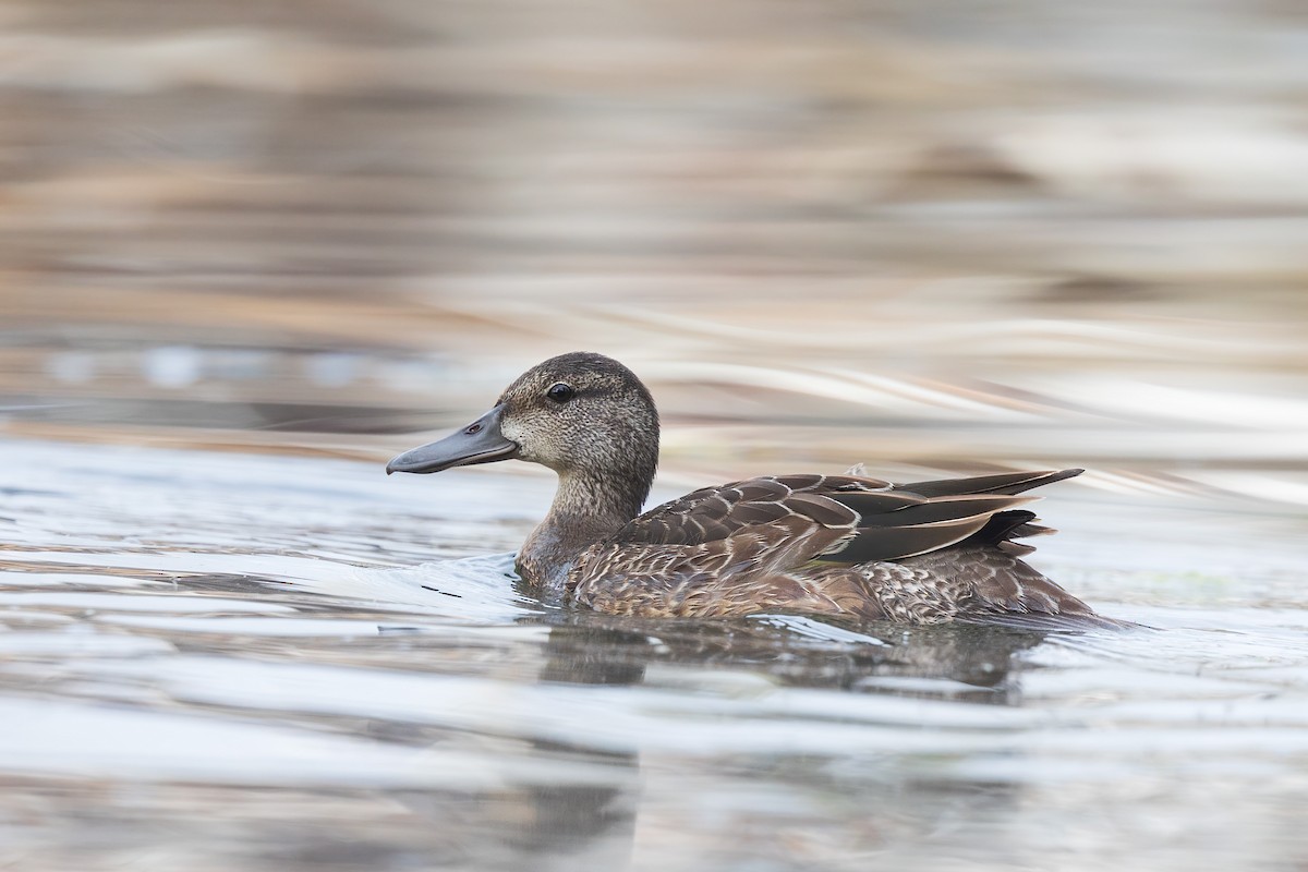 Blue-winged Teal - ML623988809