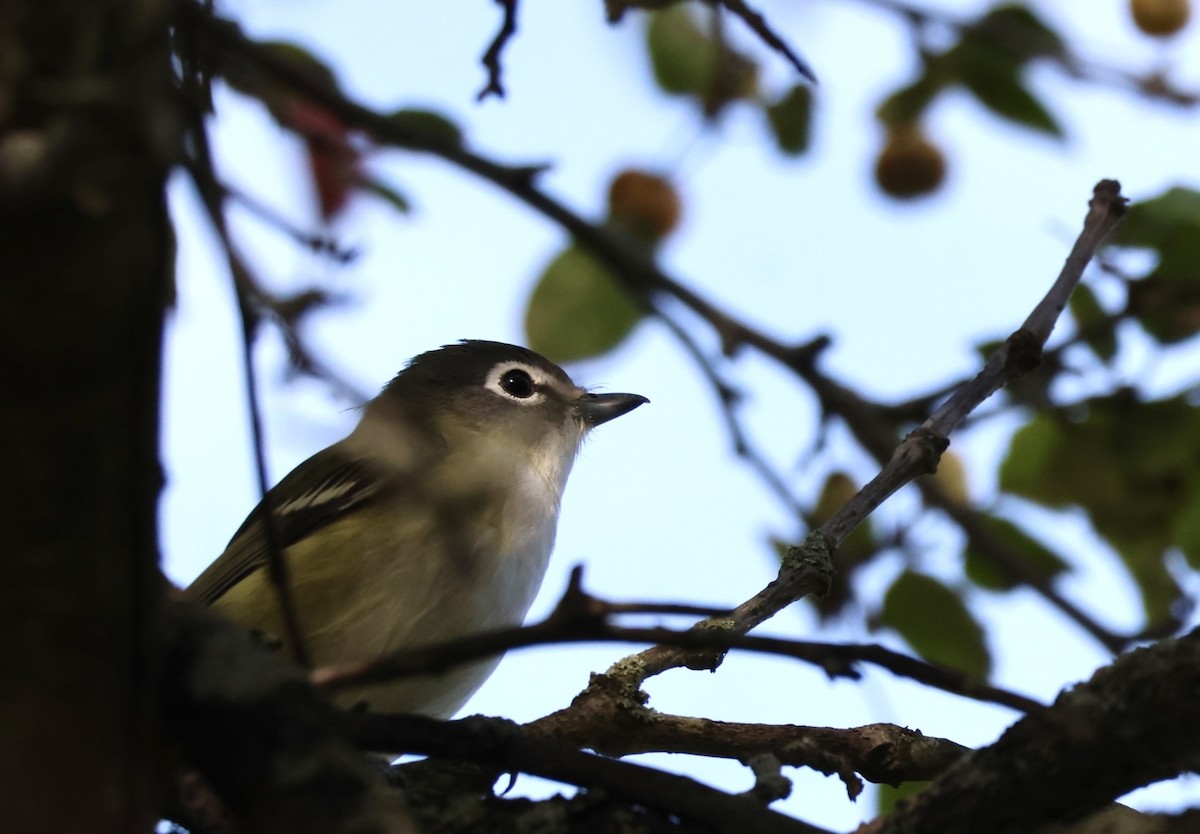 Blue-headed Vireo - ML623988827