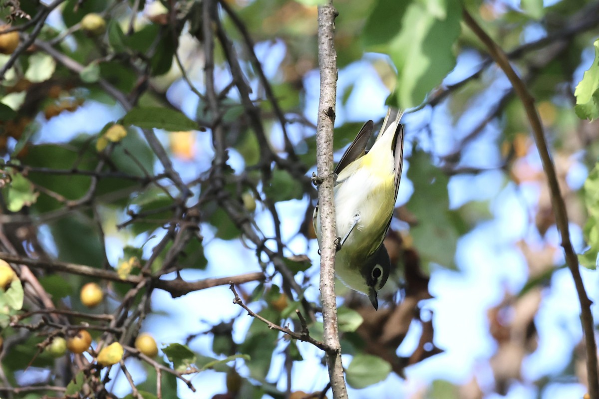 Blue-headed Vireo - ML623988828