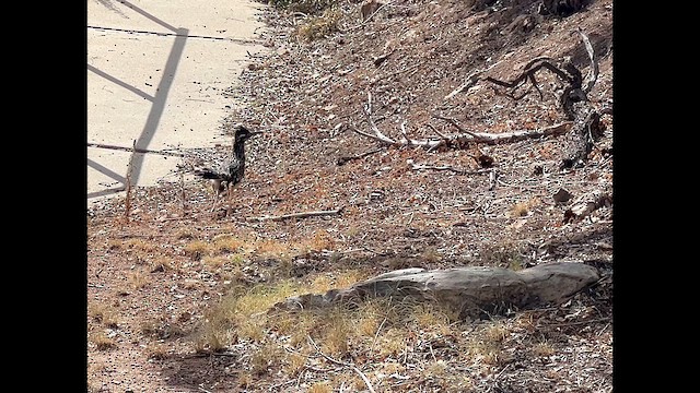 Greater Roadrunner - ML623988914