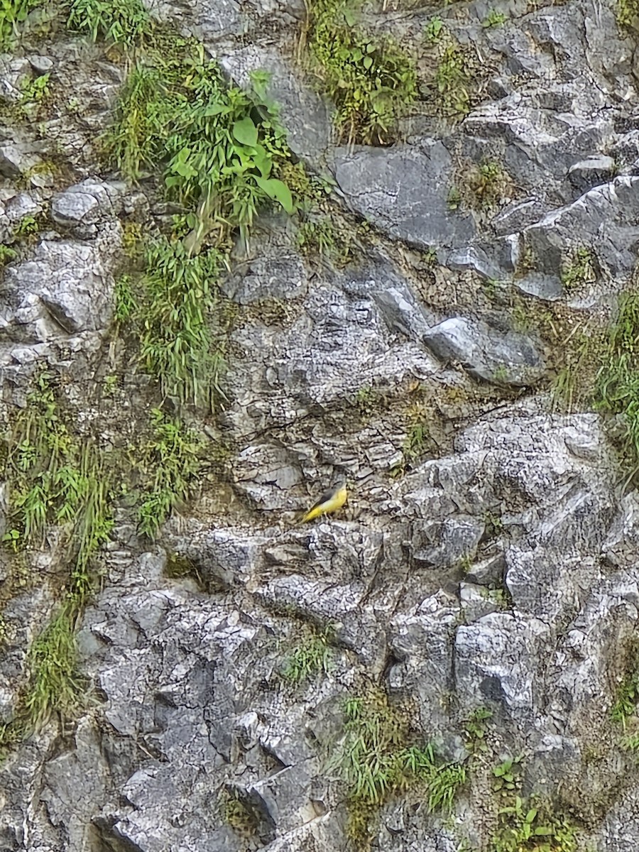 Gray Wagtail - ML623988951