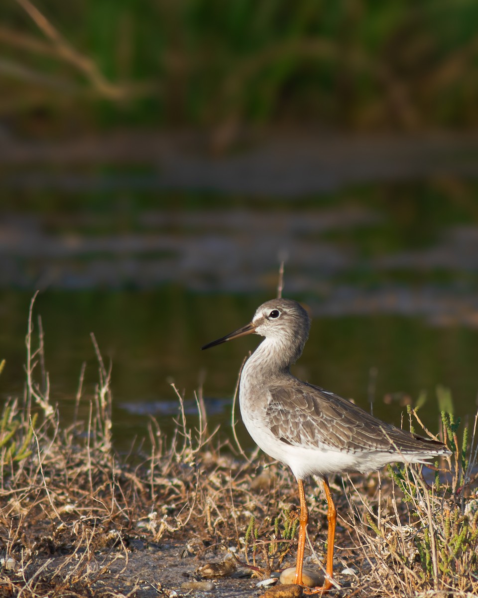 Common Redshank - ML623988954