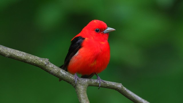 Scarlet Tanager - ML623988956