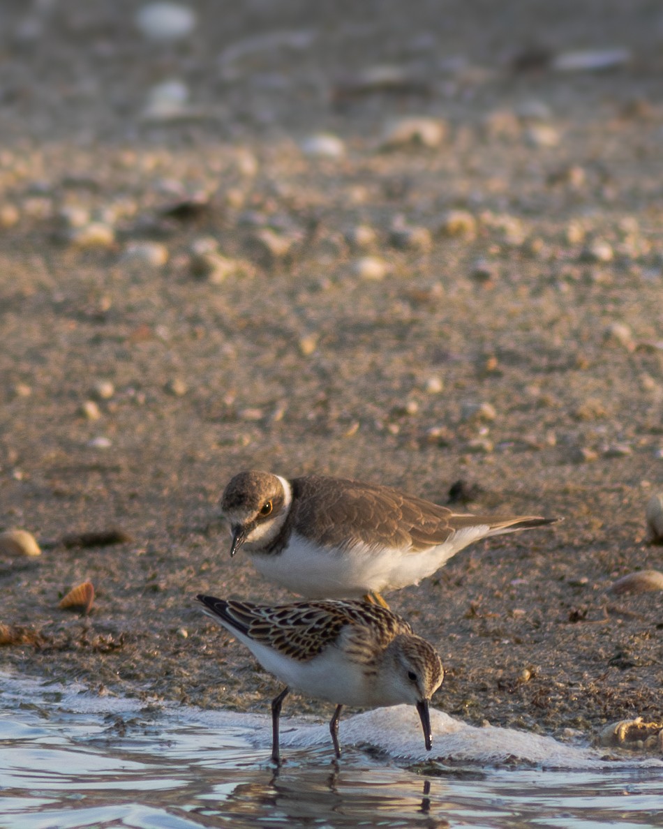 Little Ringed Plover - Erdem Kuruca