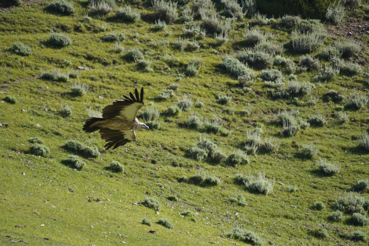 Himalayan Griffon - ML623988969