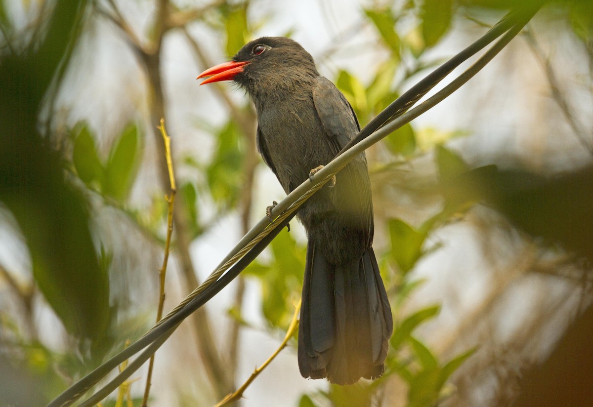 Black-fronted Nunbird - ML623988971