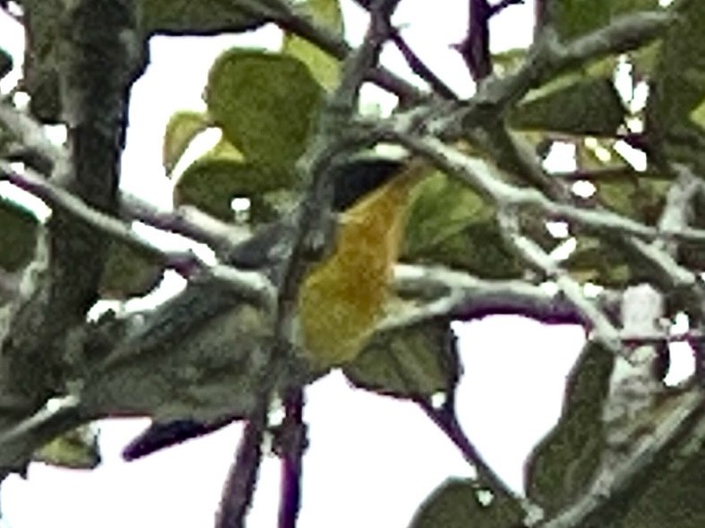 Tropical Parula - ML623988973