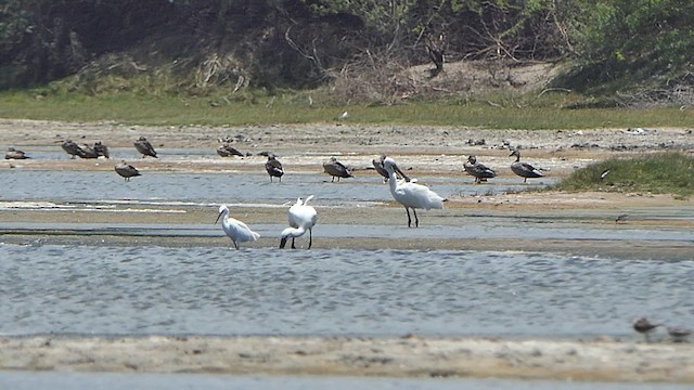 Spatola - ML623988983