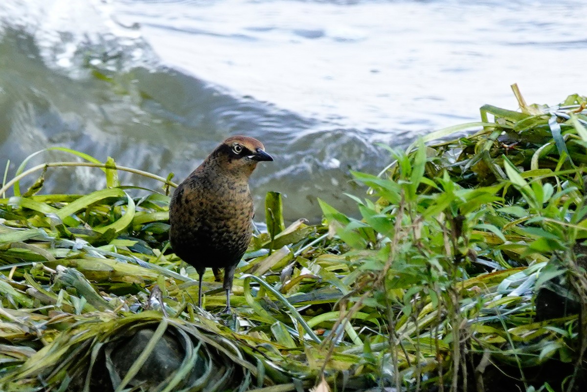 Rusty Blackbird - ML623988996