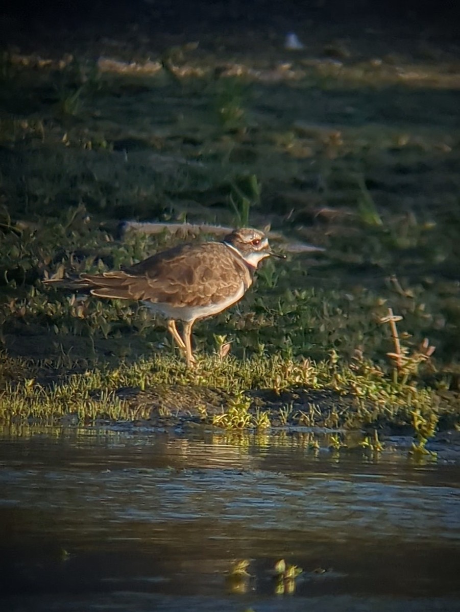 Killdeer - Rae Snyder