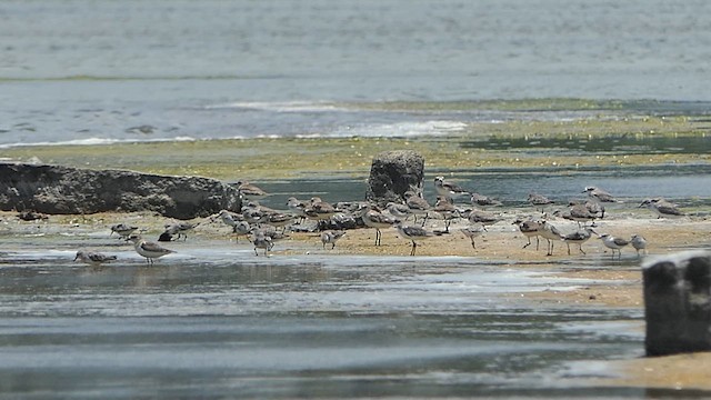 Gambecchio comune - ML623989022