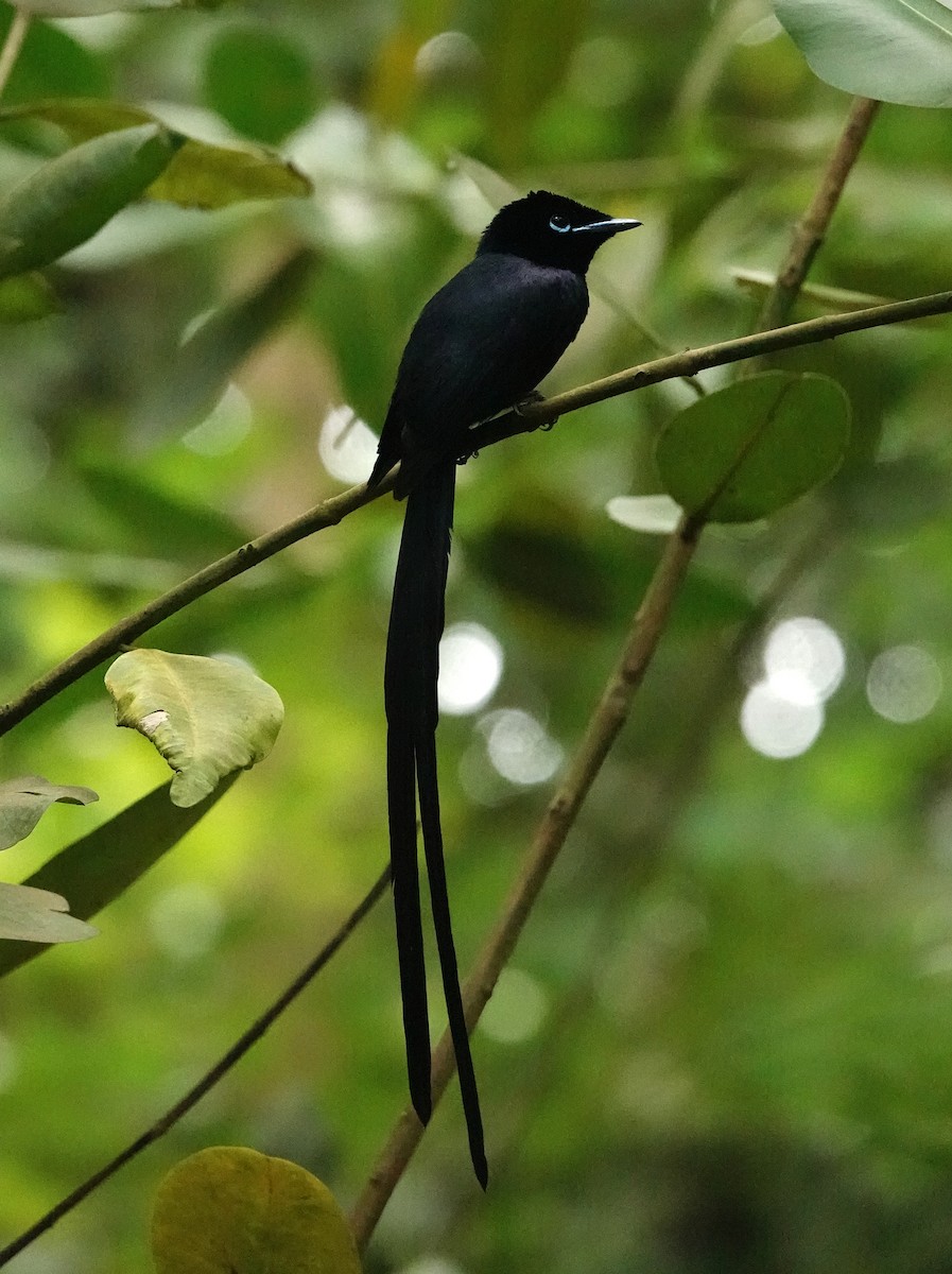 Seychelles Paradise-Flycatcher - ML623989023