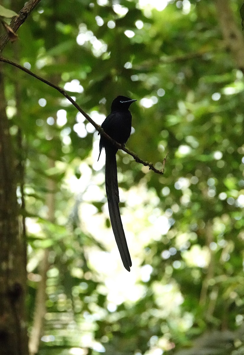 Seychelles Paradise-Flycatcher - ML623989024