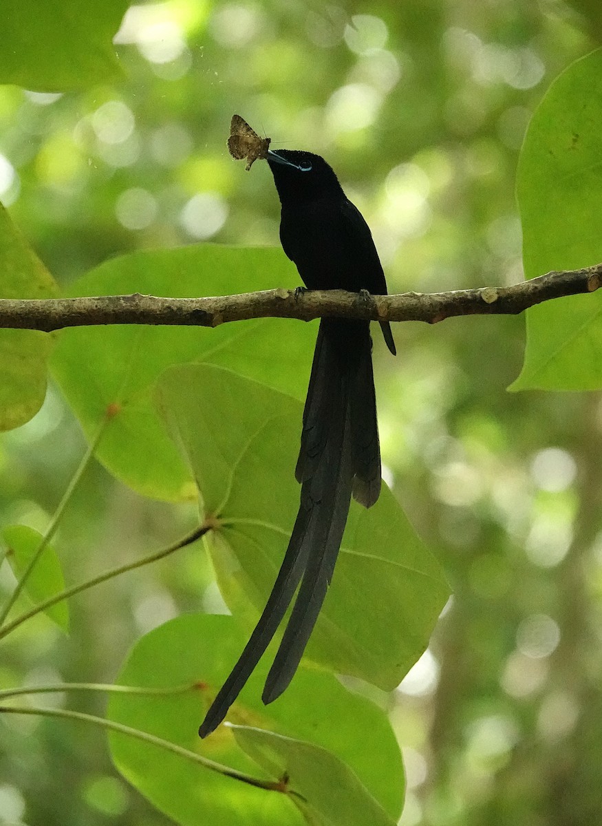 Seychelles Paradise-Flycatcher - ML623989026