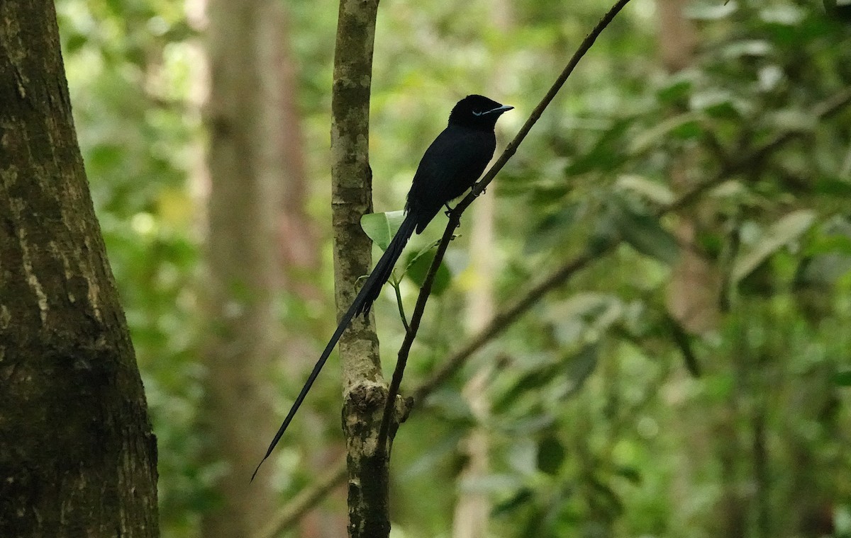 Seychelles Paradise-Flycatcher - ML623989028