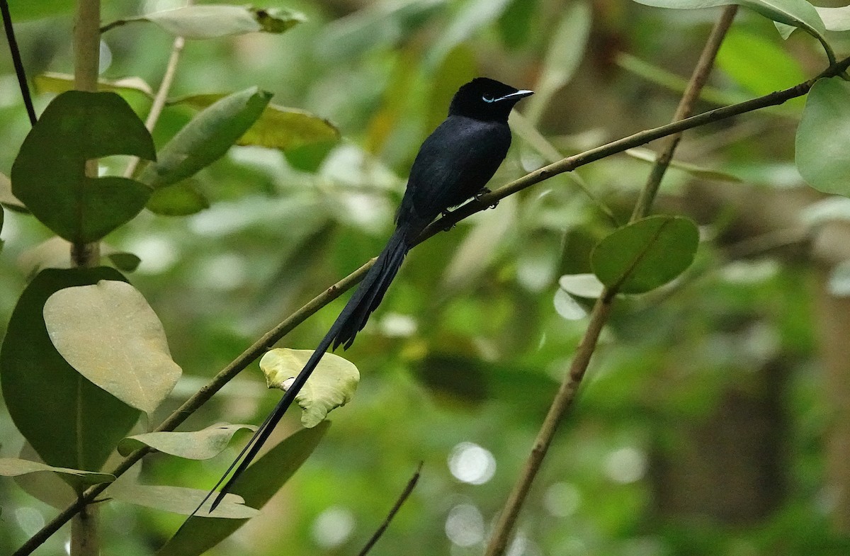 Seychelles Paradise-Flycatcher - ML623989030