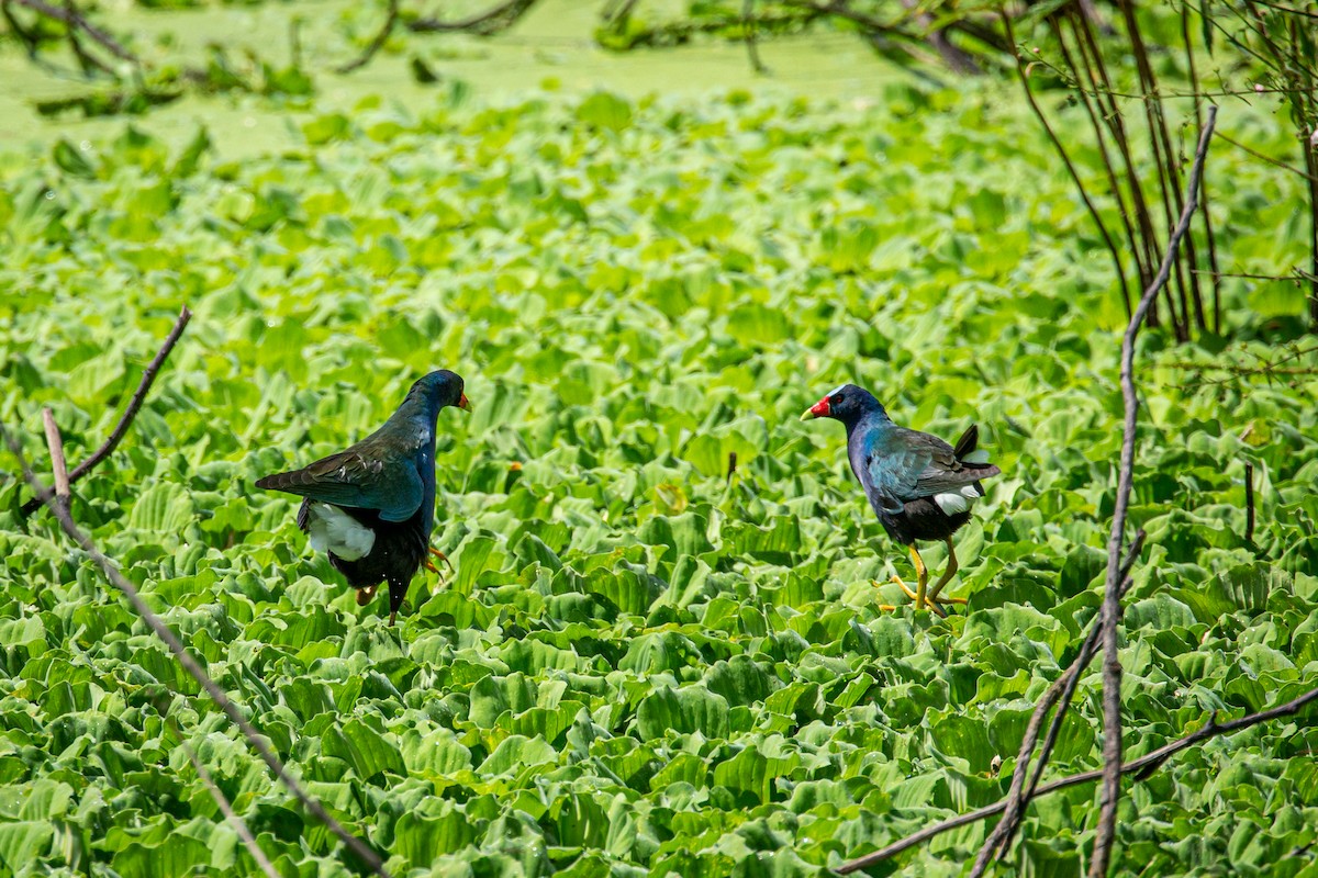 Pollo sultano della Martinica - ML623989031