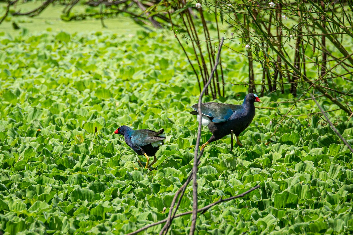 Pollo sultano della Martinica - ML623989034