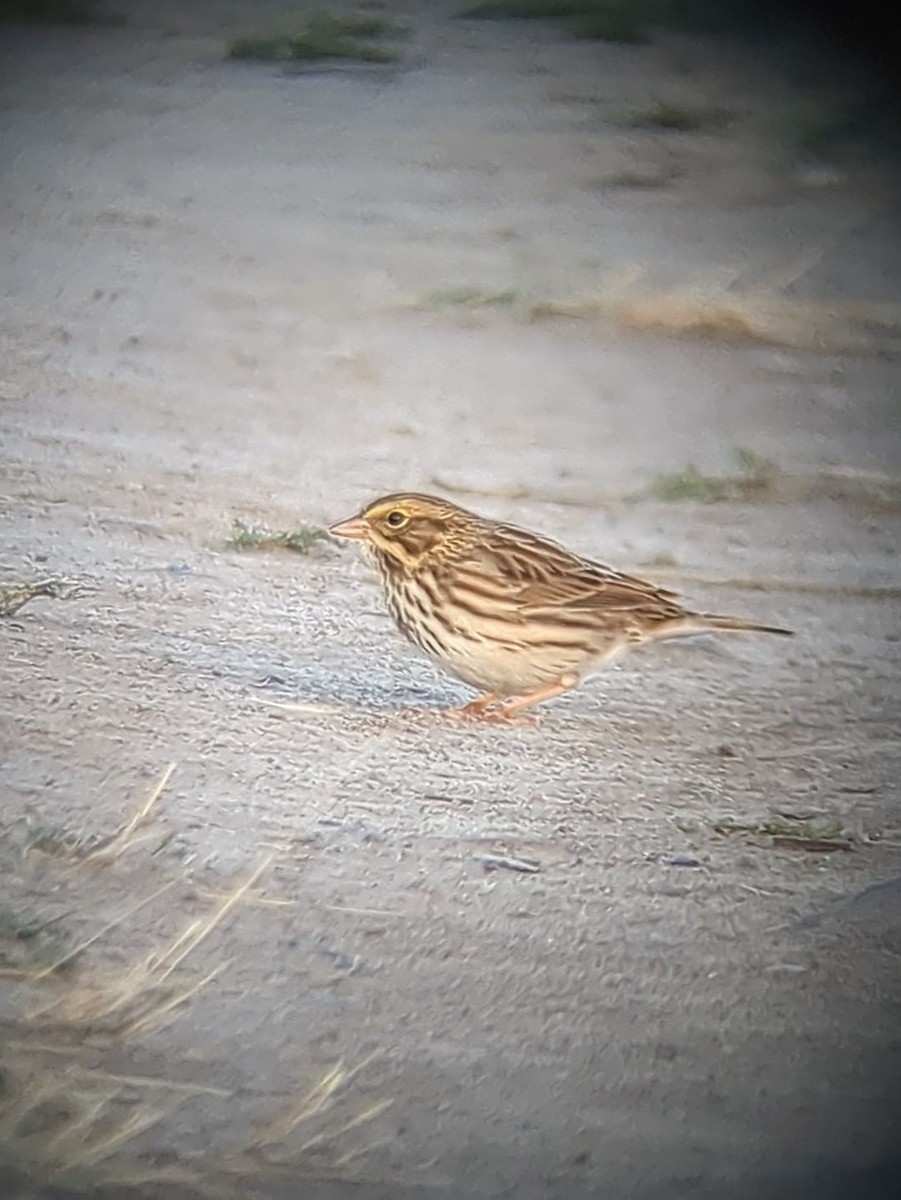 Savannah Sparrow - ML623989035