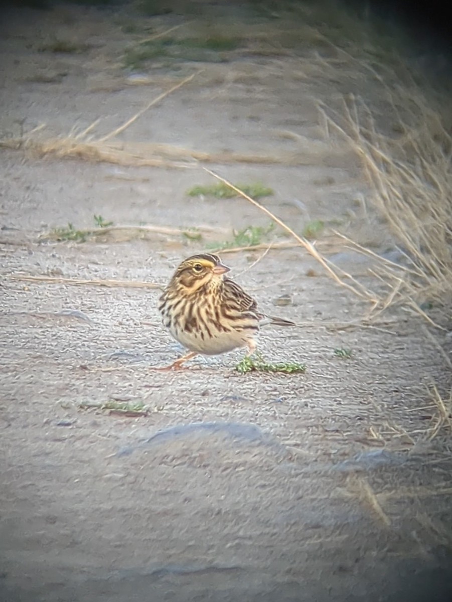 Savannah Sparrow - ML623989036