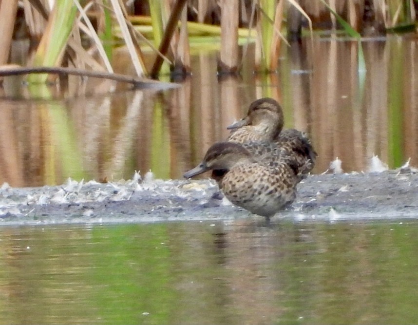 Green-winged Teal - Manon Guglia