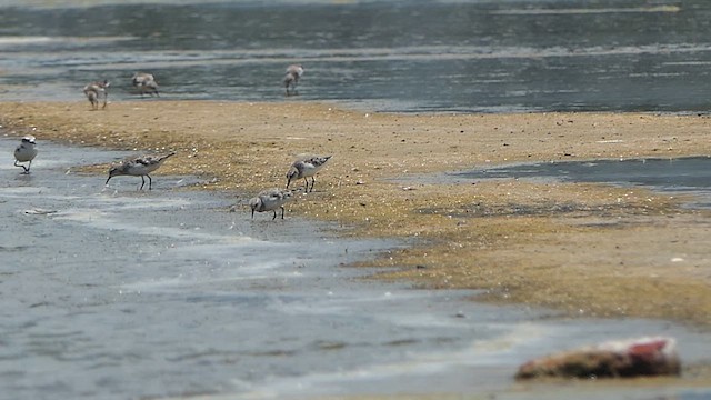 Gambecchio comune - ML623989056