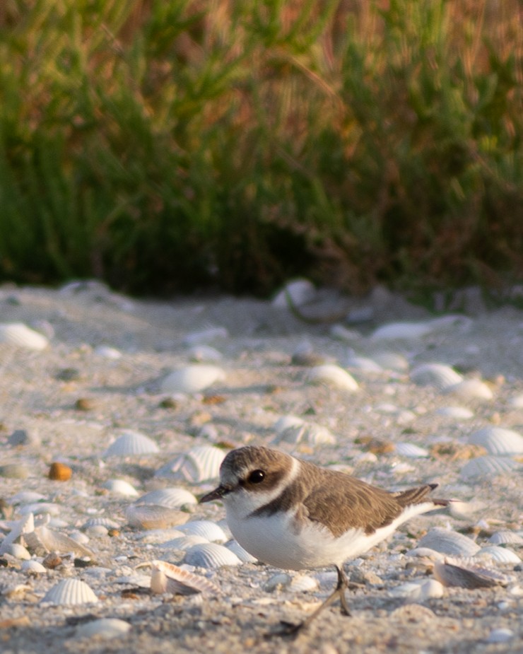 Kentish Plover - Erdem Kuruca