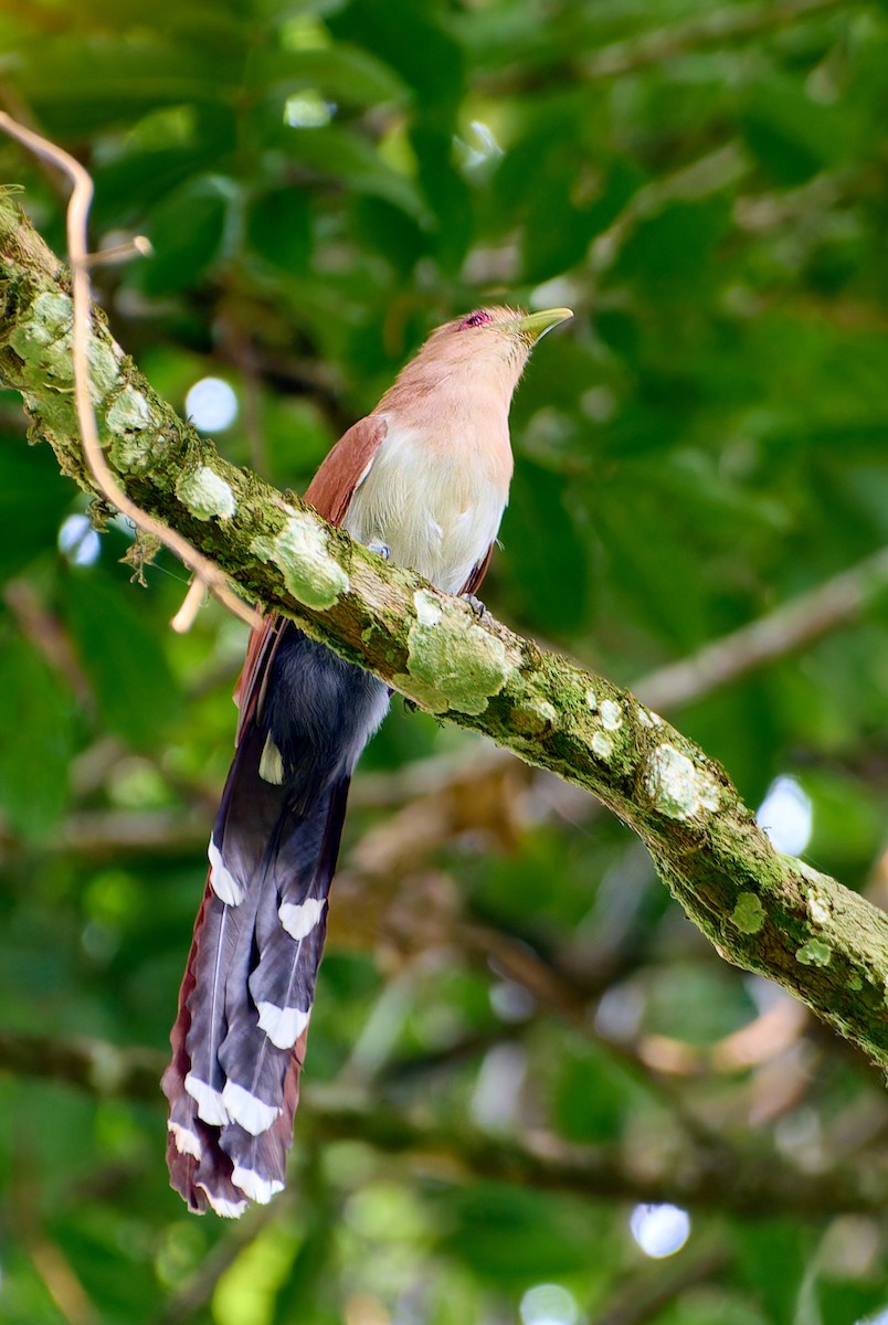 Squirrel Cuckoo - ML623989060