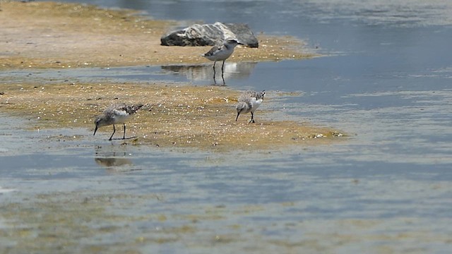 Gambecchio comune - ML623989064