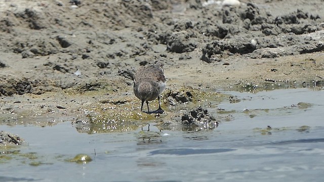 Gambecchio nano - ML623989083